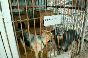 Приют.-Верные-друзья-2018-(2)